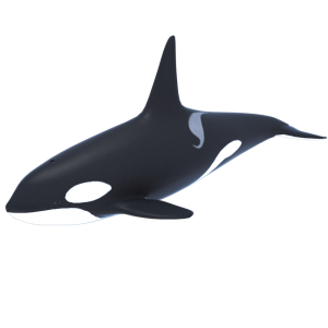 Killer whale PNG-71276